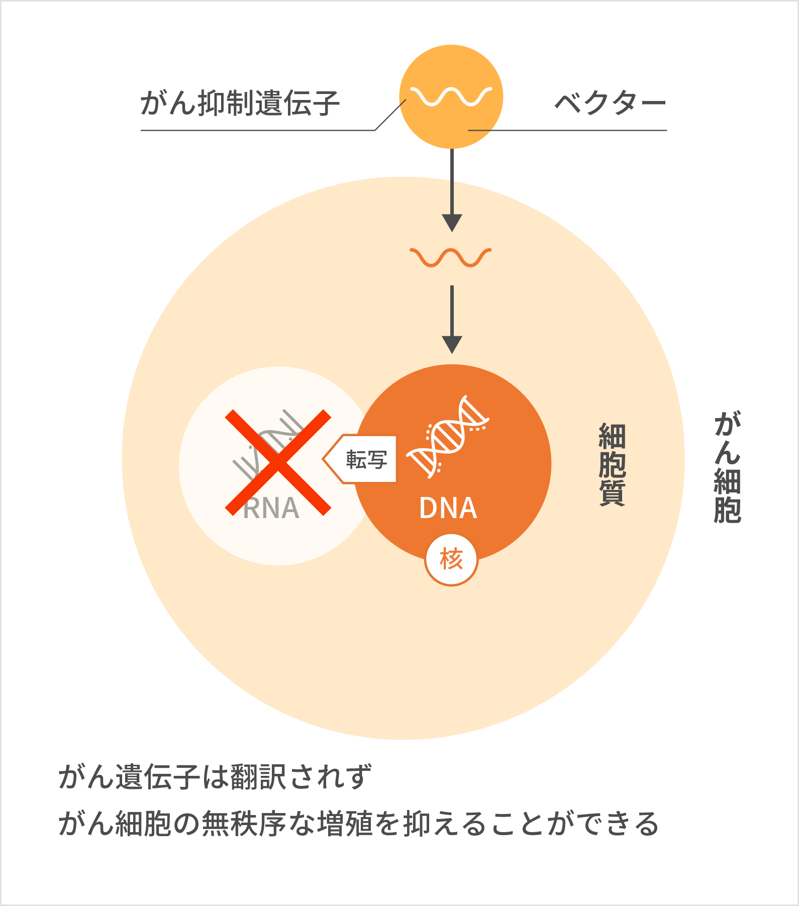 核酸医薬