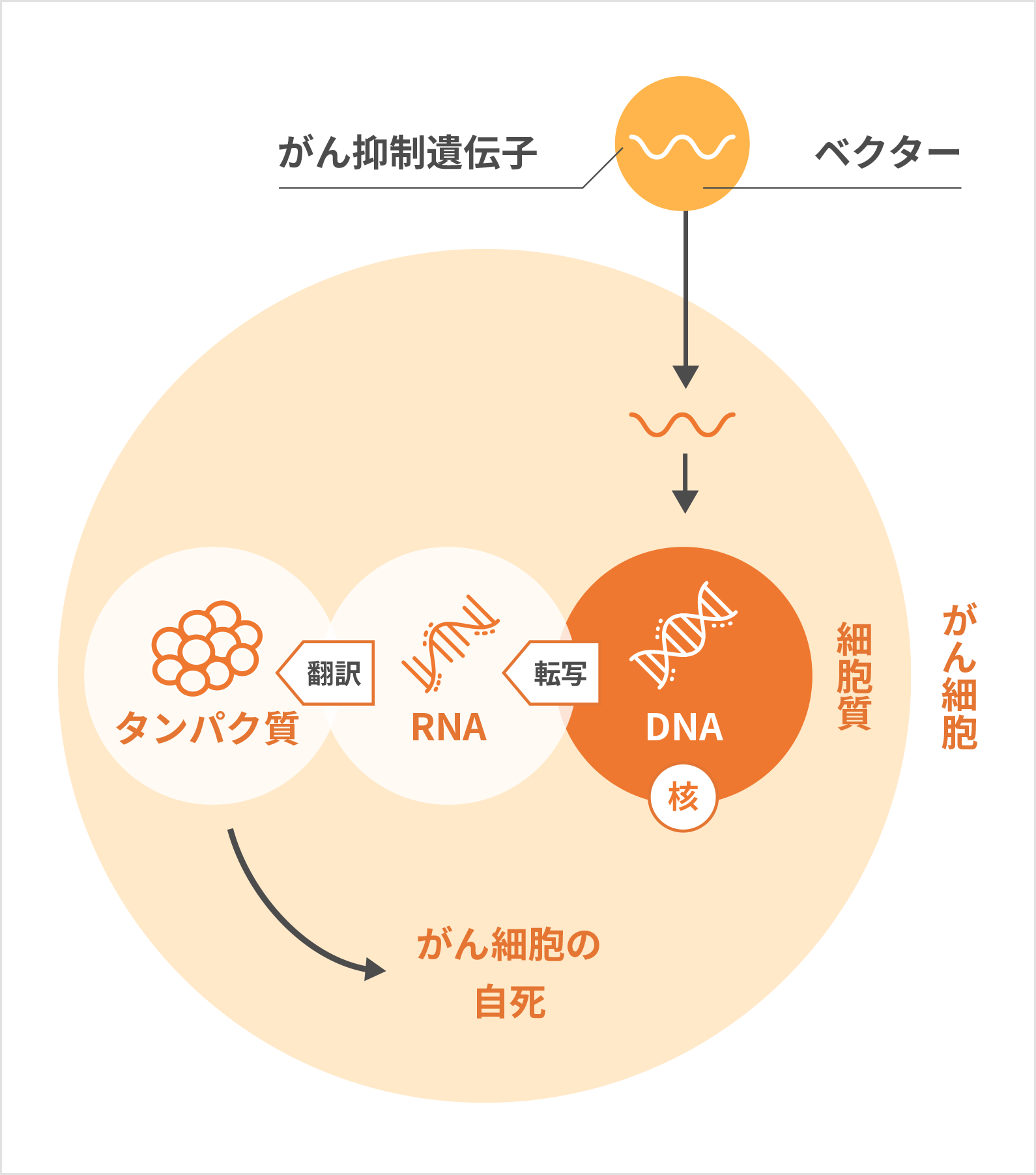 がん化した細胞を正常なサイクルへ